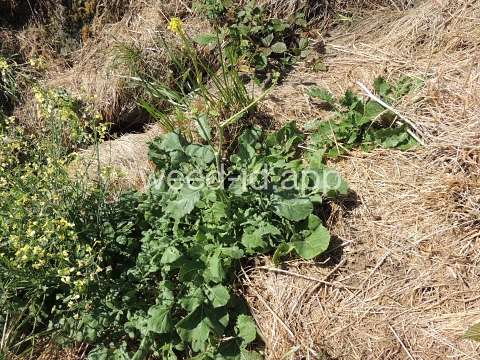 mustard, shortpod